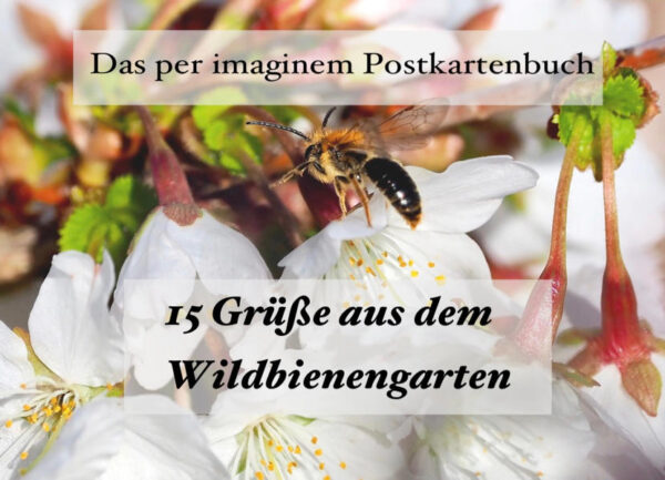 Die Freude aneiner Postkarte hält länger als es jede andere verschickte Nachricht vermag - Senden Sie Postkartengrüße! Wildbienen sind fleissige Helfer im Garten. Ohne ihren unglaublichen Fleiß gäbe es keine Blüten und Früchte. Wildbienen beleben unsere Umgebung mit ihrer Schönheit und Lebendigkeit. Bienen und Blüten gehören zusammen. Verschenken und verschicken Sie 15 x Freude - Mit einem Postkartenbuch aus der Edition per imaginem. In 15 wunderschön fotografierten Wildbienen - Portraits aus dem Naturgarten der Autorin und Fotografin Ulrike Lohmann.